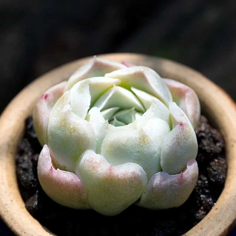 沁心多肉植物进口贵货精品超萌肉肉植物办公室盆栽花陌派云南多肉