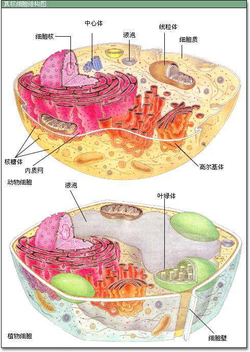 生物 细胞结构模型
