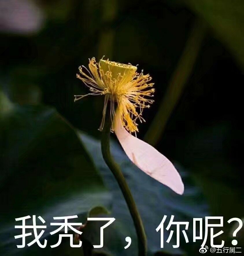 植物沙雕表情包.