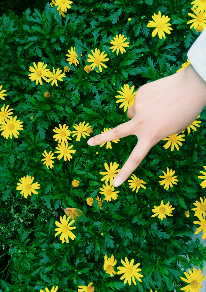 小菊花 