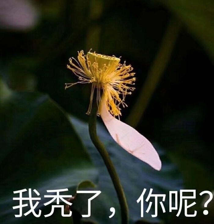 沙雕情头