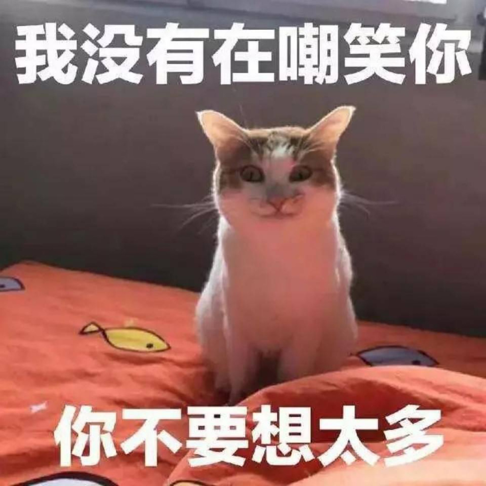 猫咪表情包 "我没有在嘲笑你 你不要想太多"