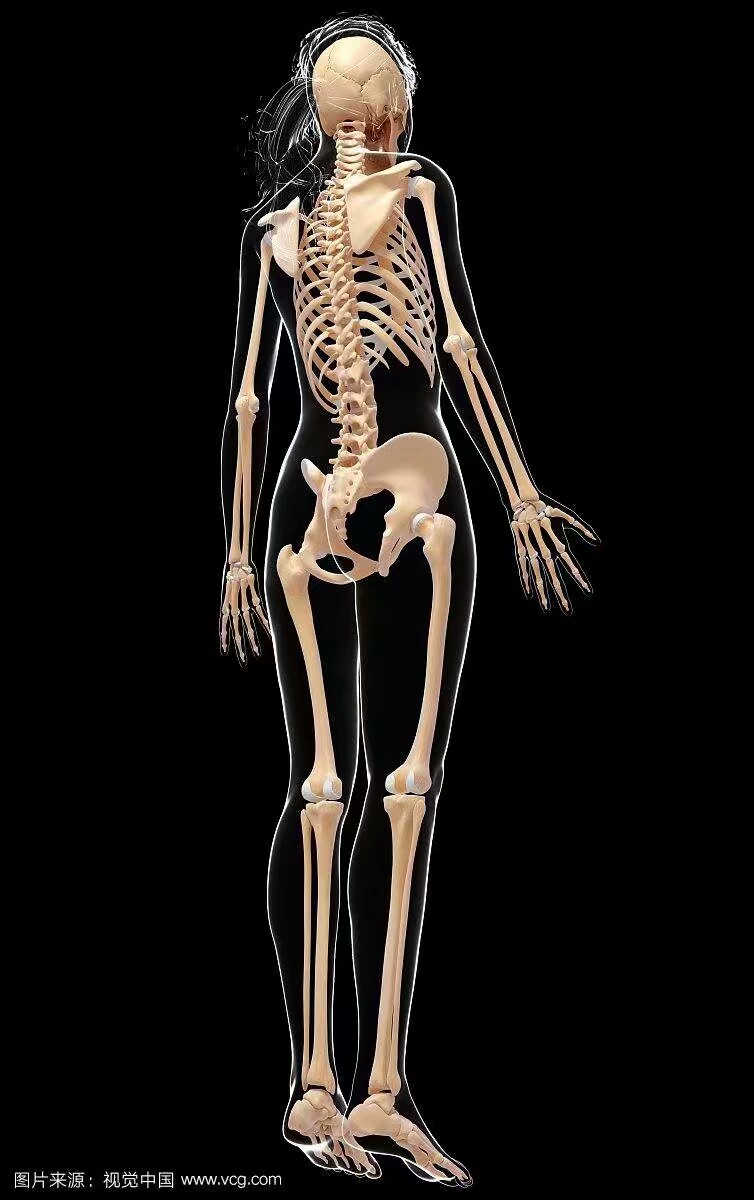 女性人体骨骼模型