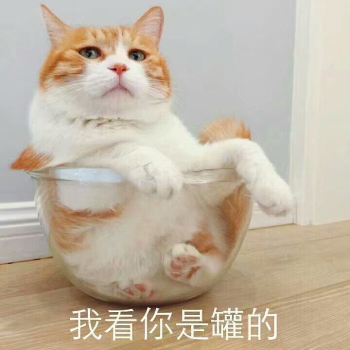 猫表情包可爱