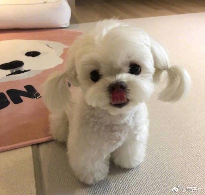 马尔济斯犬