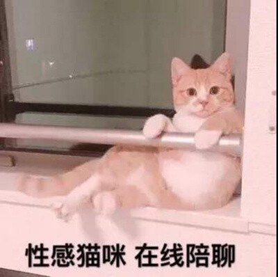 性感猫咪,在线陪聊