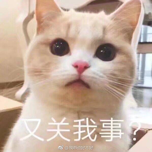 猫咪表情包