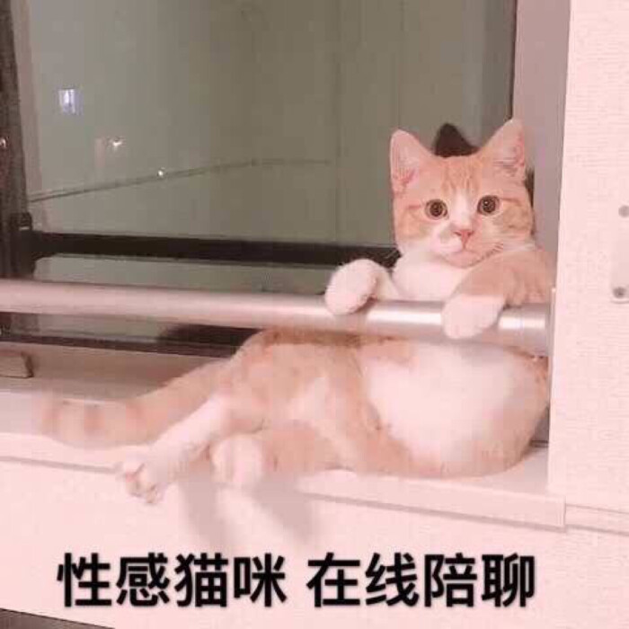 分享表情包 喜欢的吱一声
