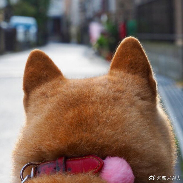 我等的狗,怎么还不来 instagram:shibainu_komugi