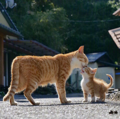 大猫跟小猫同框拍照,每一张都萌死了.