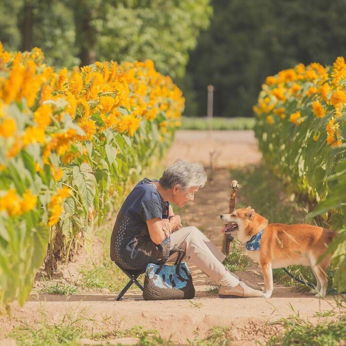 拍摄了,自家奶奶和柴犬阿福相伴在郊外的照片,这样的画面真的好温暖