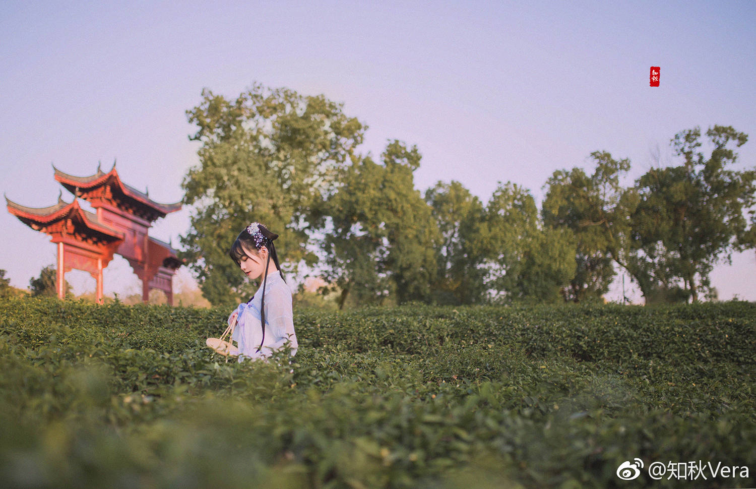 采茶纪 婉桃素手轻翘,指间茶菁掉 出境 大玲摄影@知秋vera