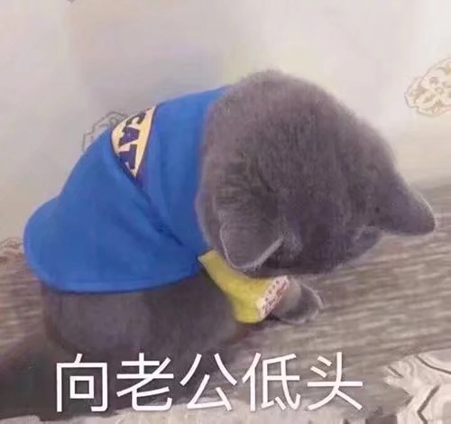 猫咪熊猫搞笑表情包 哈哈哈哈哈哈哈哈哈哈哈哈