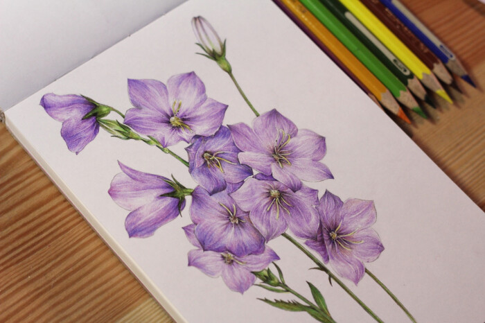 《花儿绘开》里的彩铅花卉合集,这个书适合…