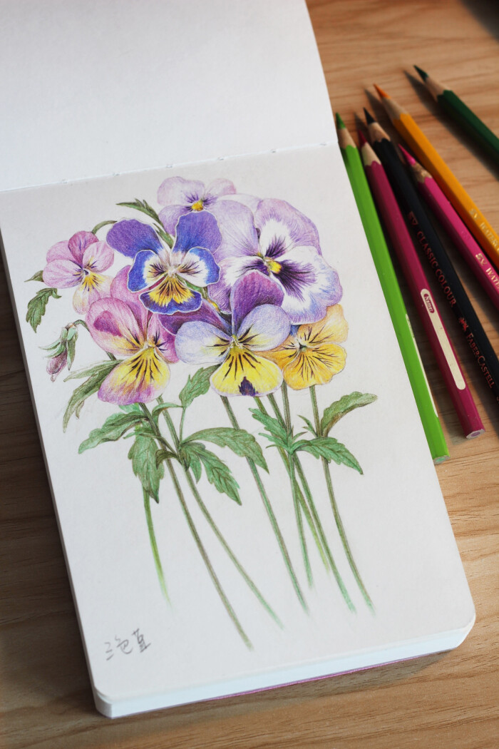 《花儿绘开》里的彩铅花卉合集,这个书适合…