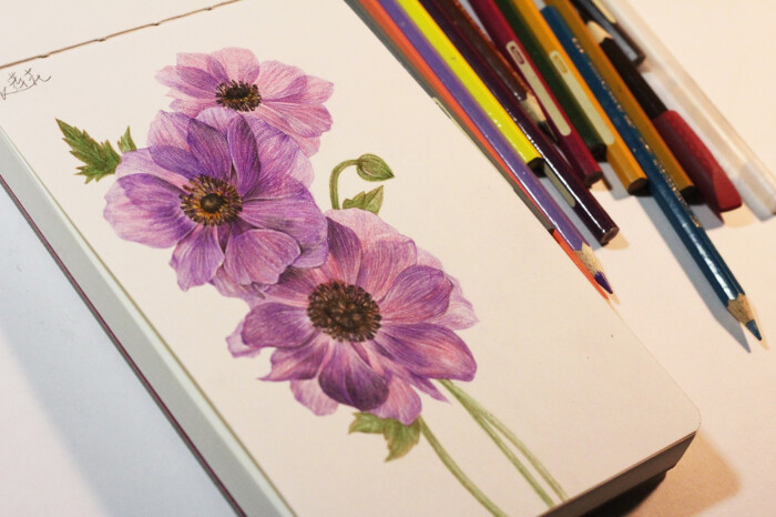 《花儿绘开》里的彩铅花卉合集,这个书适合…