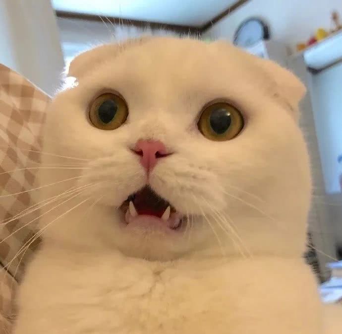 一波宠物的头像鸭