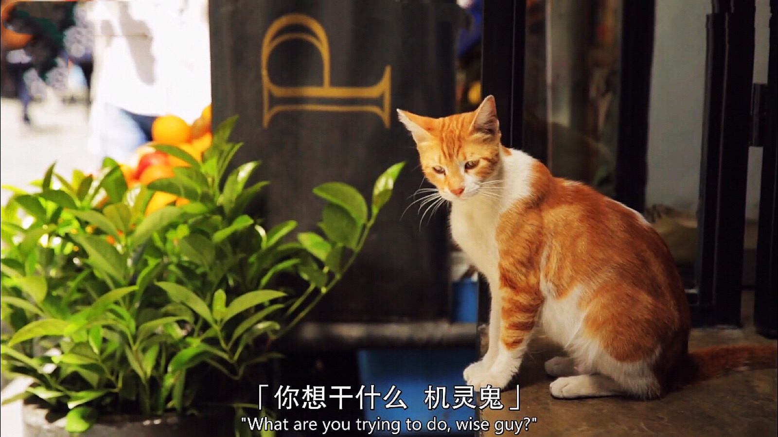 爱猫之城