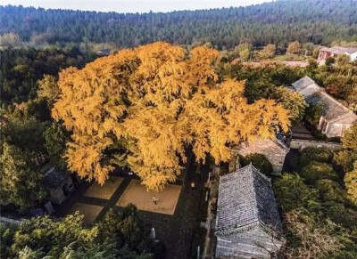山东莒县的浮来山定林寺千年古银杏,这棵被誉为"天下银杏第一树"的古