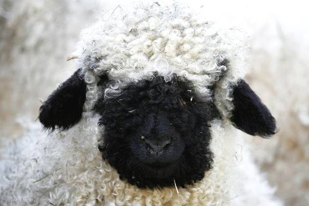 【现实版小羊肖恩 黑得要伸出舌头才能看见它的脸】瓦莱黑鼻羊,生活在