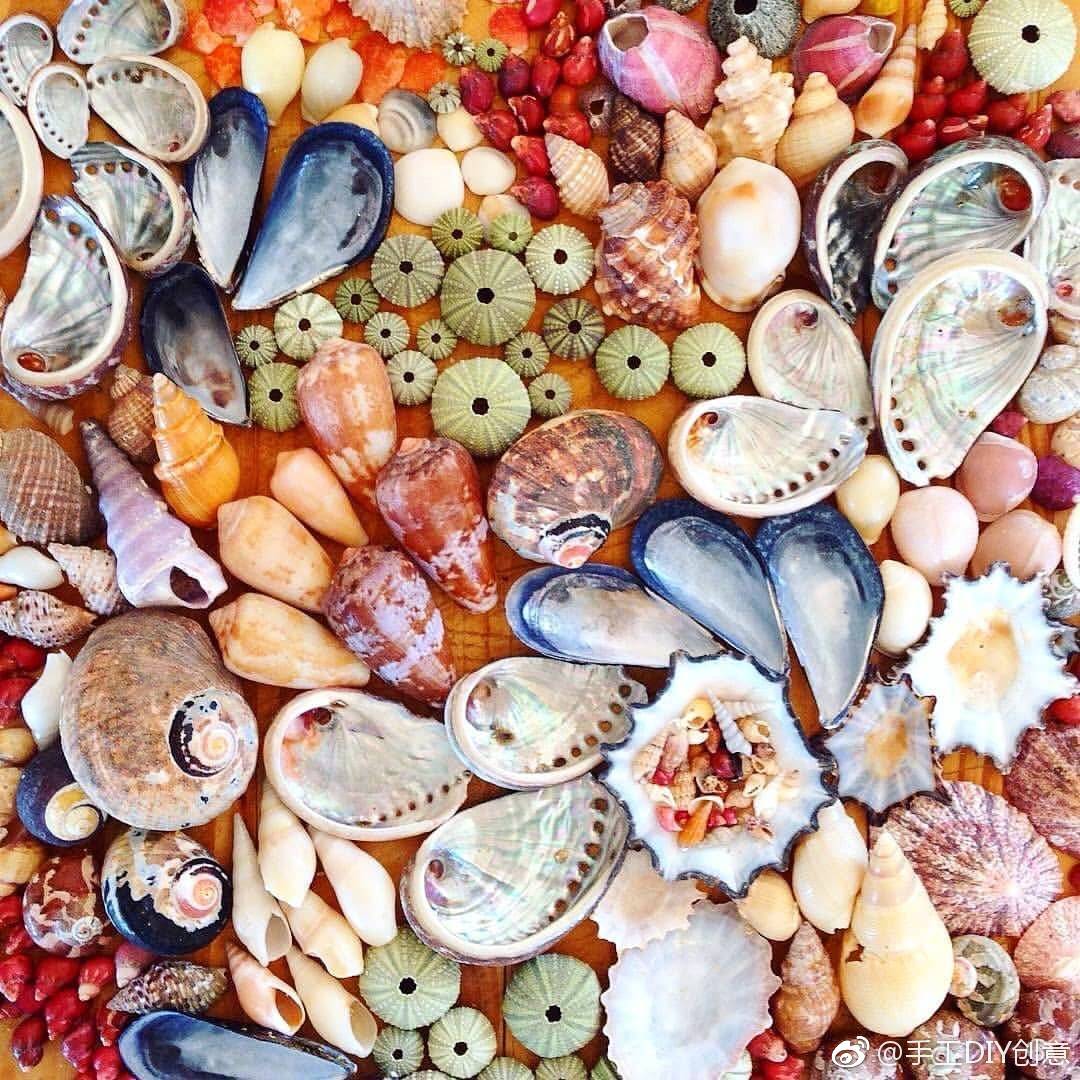 小时候很爱收集各种奇怪的贝壳