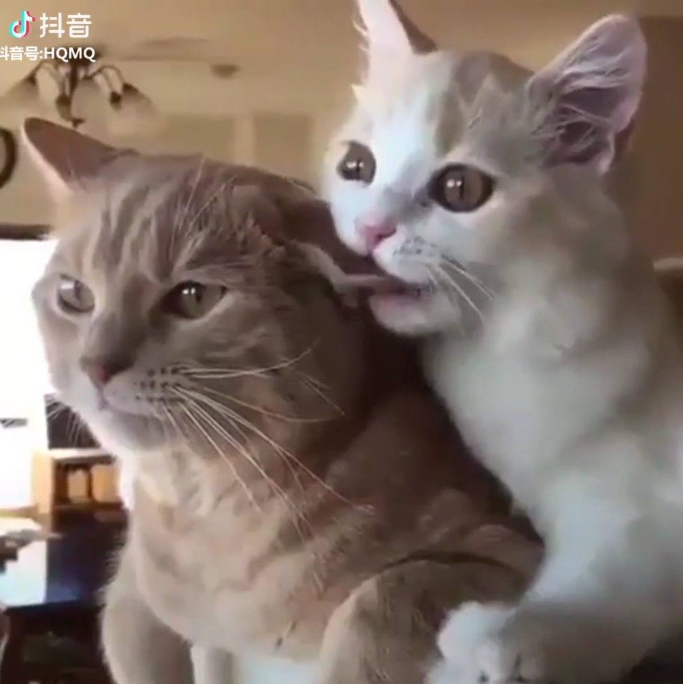猫咪 情侣头像 头像