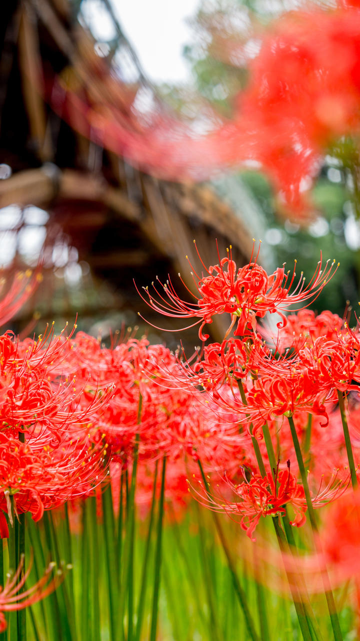 高清壁纸 彼岸花 曼珠沙华