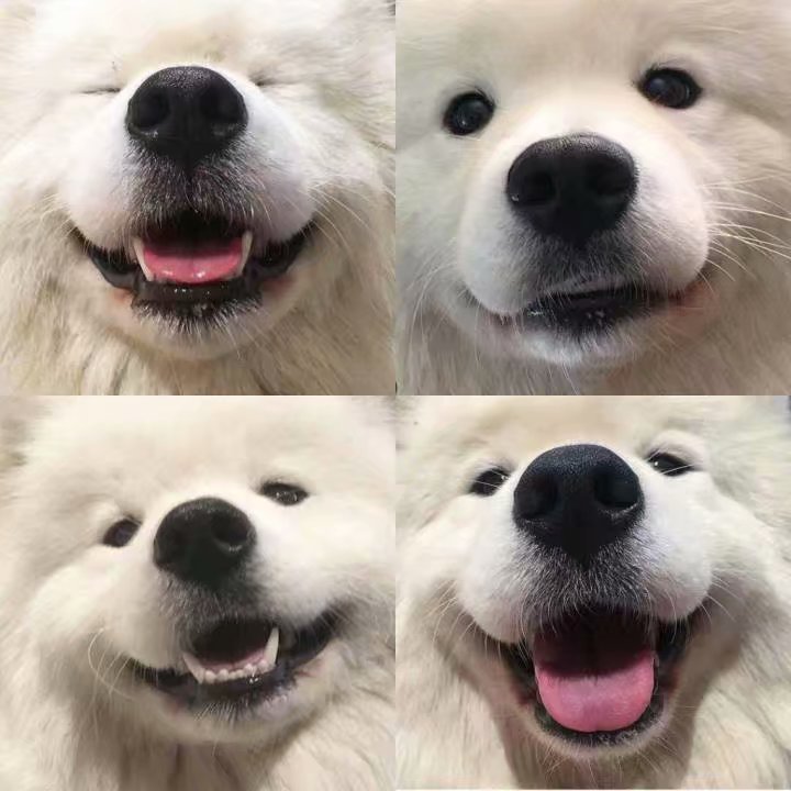 狗子的治愈微笑,呆萌呆萌的好喜欢! ins:miss_poppet_the_samoyed