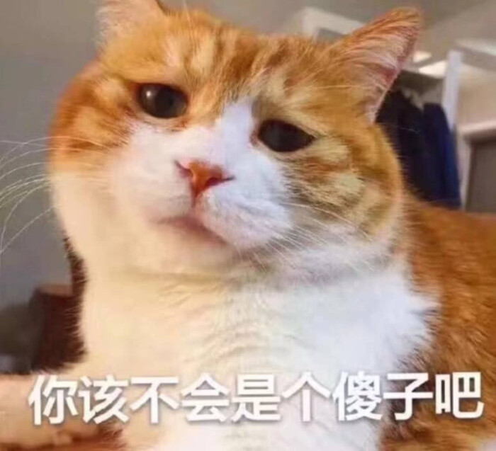 表情包 猫咪