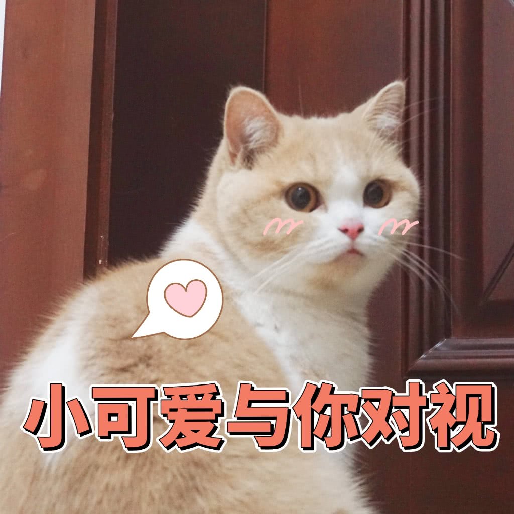 表情包 猫咪