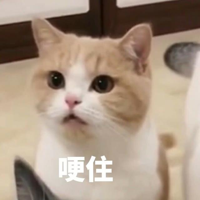 萌宠 可爱 猫咪 表情包