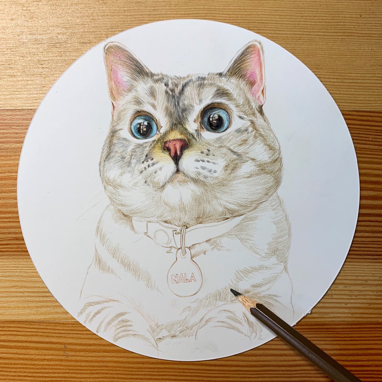 2018年11月16日 21:58   关注   一只猫的彩铅步骤 猫 绘画 插画