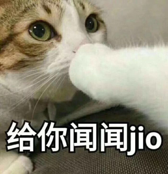 jio 瓜皮猫
