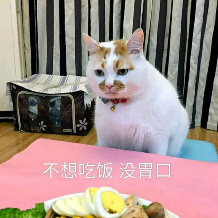 猫 表情包 楼楼