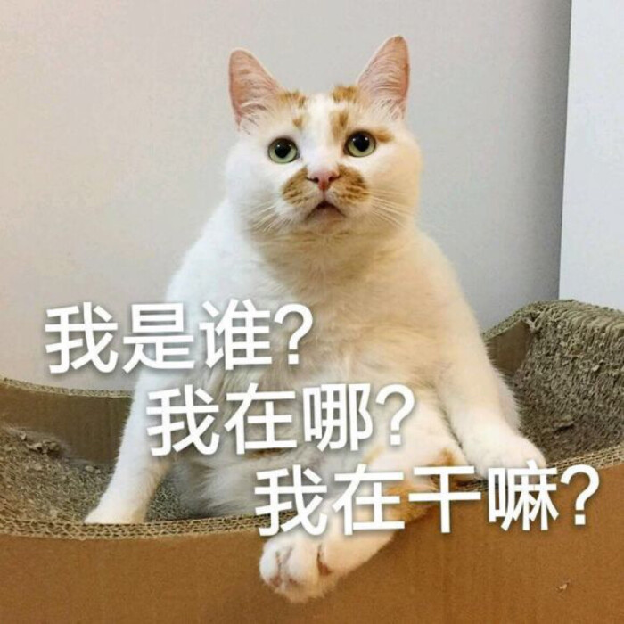 猫 表情包 楼楼