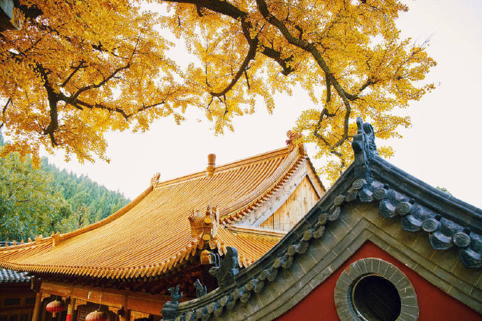 银杏和和寺庙很搭哦