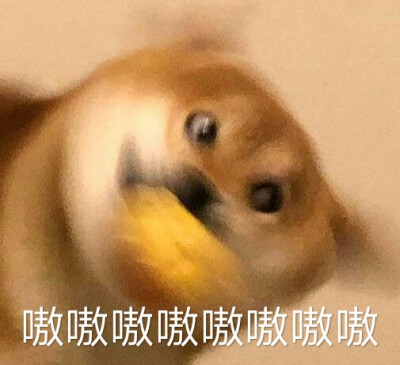 嗷嗷嗷 表情包