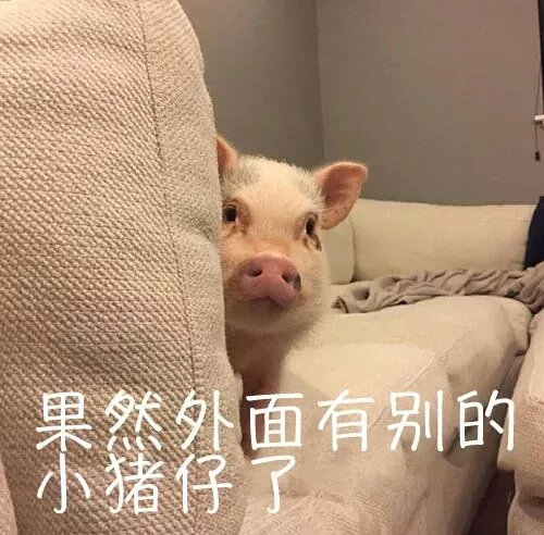 自用表情包——你在外面有别的小猪了