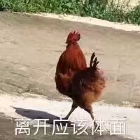 表情包/可爱/搞笑/欢乐/动物