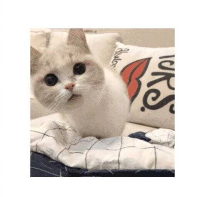 生活终于对我这只小猫咪下手了