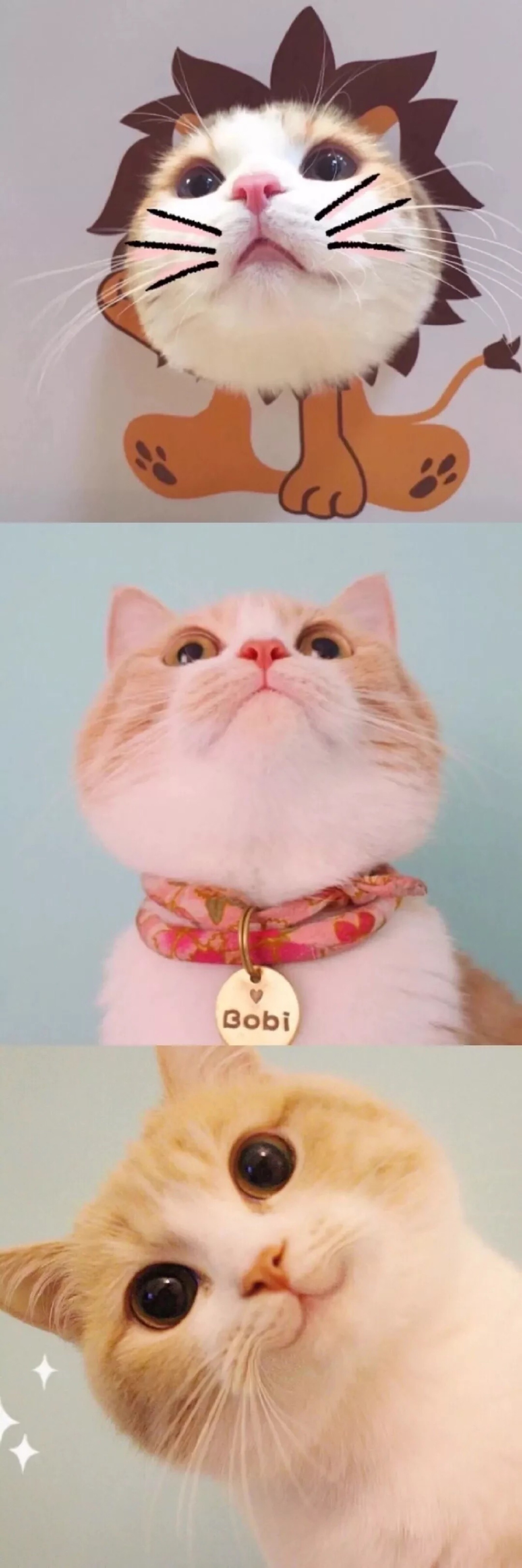 生活终于对我这只小猫咪下手了