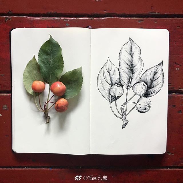 植物速写~~~【插画师:courtney roth】