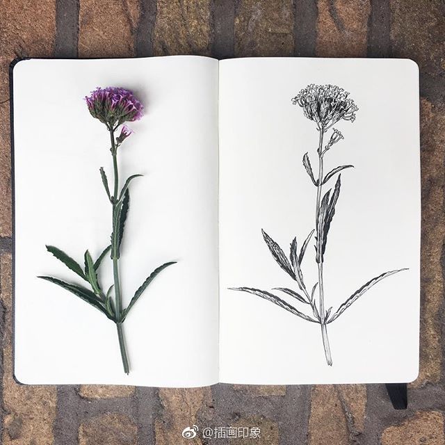 植物速写【插画师:courtney roth】