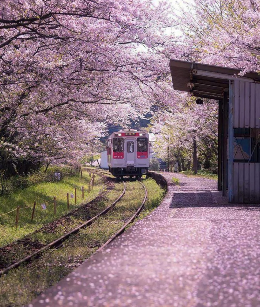 樱花列车