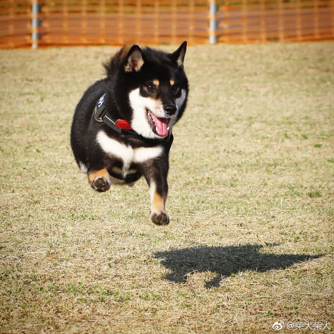 事实证明:我们狗子真的是会飞der instagram:kota_1207