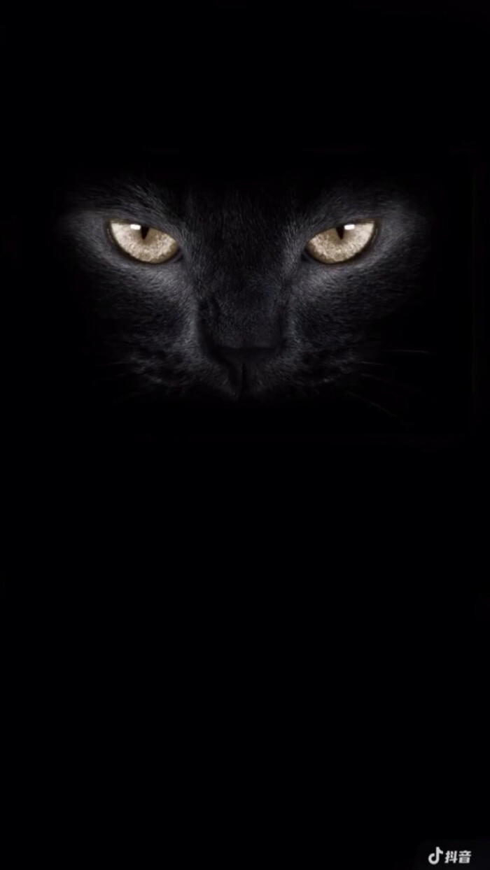 黑猫睁眼