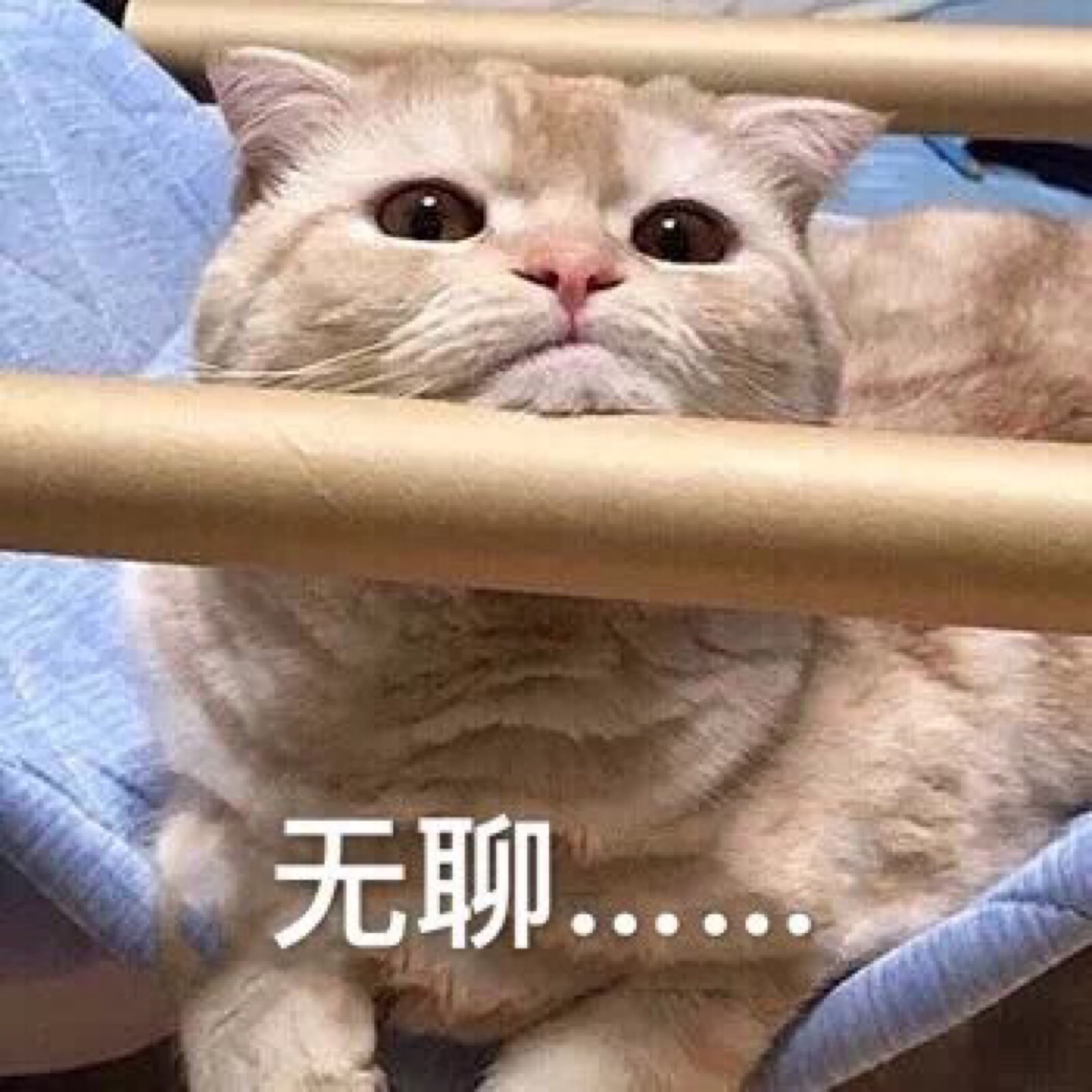 表情包 无聊 猫