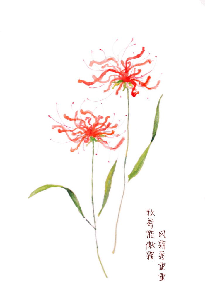 彼岸花 水彩画