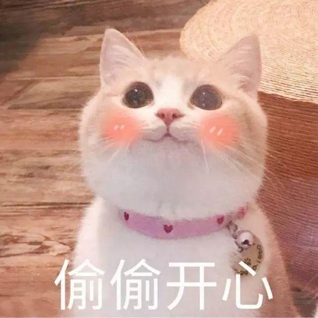 猫咪 表情包