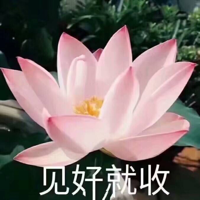 莲花系列头像 搞怪